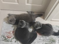 Oğluma gelin arıyorum 8 aylık safkan ırk kediler