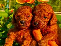 Toy poodle yavruları