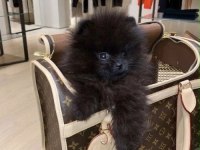 Siyah Pomeranian Boo Dişi Mini