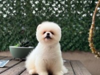 Sevimli Pomeranian Boo Köpeklerimiz