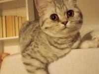 Silver Tabby British Shorthair