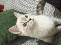 3 Aylık Mavi Gözlü iki adet Blue Point British Shorthair