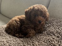 Toy Poodle Yavrumuz