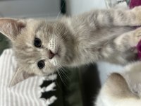 Minnak kedilerim