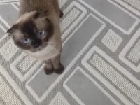 Ücretsiz 3 Yaşında Dişi Scottish Fold
