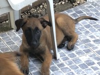 Safkan Irk Garantili Belçika Kurdu