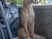 Pinscher erkek 2 yaşına yakın