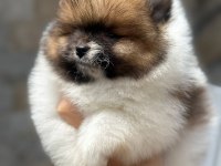 ayıcık suratlı pomeranian boo