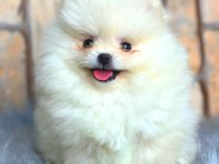 Ayı Surat pomeranian boo