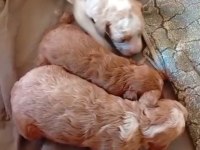 Rezerve açık maltipo ve poodle yavrular