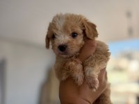Maltipoo yavrular teacup bebekler