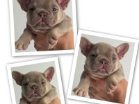 NEW SHADE İSABELLA AND TAN DİŞİ FRENCH BULLDOG YAVRULAR