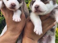A KALİTE EMSALSİZ SAFKAN HUSKY YAVRULAR