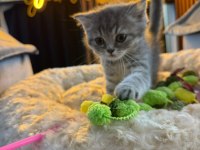 Orj Babyface British Shorthair Whi̇skas Bebeklerimiz