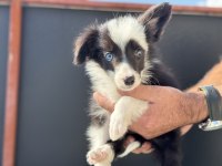 Ankarada En Güzel Border Collie Yavrularımız