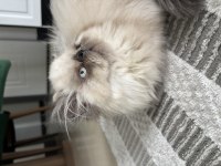 SEVİMLİ DİŞİ İRAN KEDİSİ YAVRUMUZ YENİ YUVASINI ARIYOR