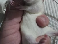 Bebek gibi rattus farelerimiz