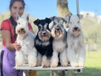 FCI Şecereli Miniature Schnauzer Pure White (Beyaz)