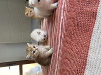 Uygun fiyatlı Safkan Golden British Shorthair