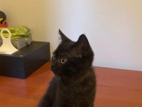 Oyuncu sevecen 3 aylık yavru british shorthair