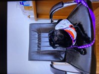 6 aylık erkek Pug yavru damızlık