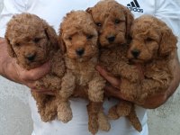 KALİTELİ TOY POODLE YAVRULAR RENKLER MEVCUT
