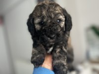 SABLE VE PHANTOM RENK MALTİPOO F2 BEBEKLERİM