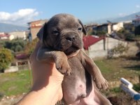 French bulldog yavruları