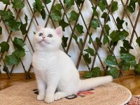 Golden NY1233 Dişi British Shorthair Golden