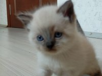 Bluepoint kedilerimiz