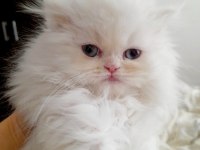 A KALİTE İRAN KEDİSİ CİNSİ BEBEKLERİM