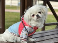PEKİNEZ (6 AYLIK) DİŞİ