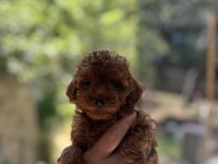 Teacup Kore 2 kg Garantili Poodle Yavrular