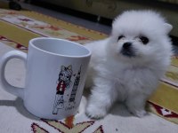 Pomeranian minik surat