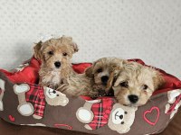 A CLASS MALTİPOO YAVRULARIMIZ