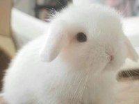 Lop Tavşanlarımız Gün İçi Gönderim Mevcut