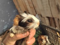3 adet ginepig ücretsiz sahiplendirilmeyi bekliyor