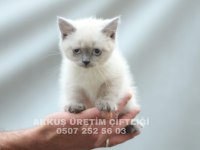 AKKUŞ ÜRETİM ÇİFTLİĞİNDEN BRİTİSH YAVRULARI