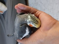 7 aylık jumbo boy sultan papağanı