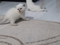 Blue point erkek yavru kedimiz rezerveye açık