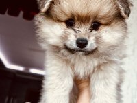 3 AYLIK ERKEK BOO POMERANİAN
