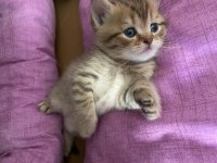 British shorthair kedimiz