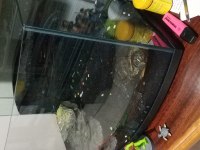 7 yaşında erkek kaplumbağa