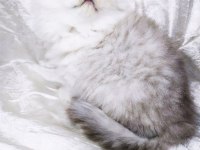 A kalite safkan chinchilla longhair kedim