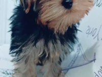 Yorkshire Terrier Yavrumuz