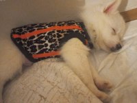 Pomeranian spitz