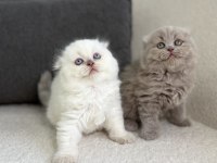 Show Class Scottish Fold Prensesler