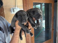 Dev mavi gözlü blue cane corso yavrularım