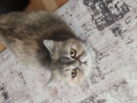 Saf kan exotic shorthair kediler