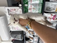 British longhair dişi erkek bebeklerimiz
